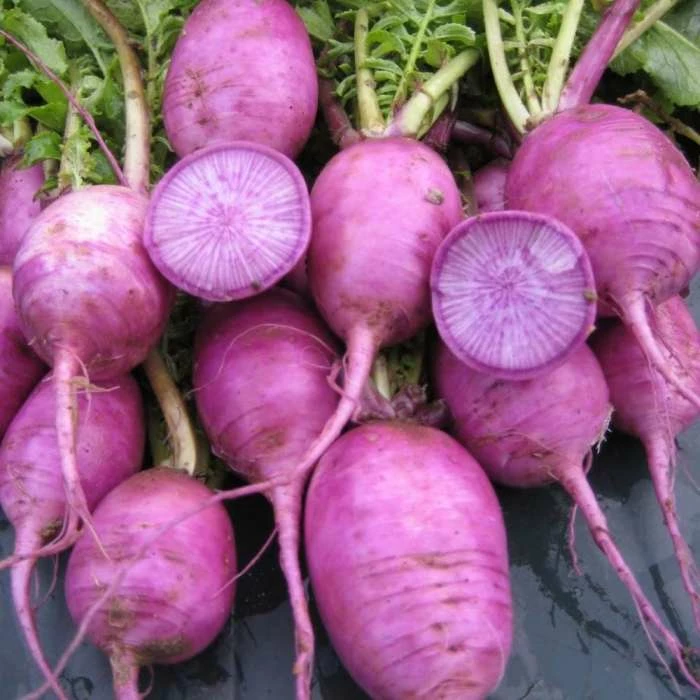 Radish Bluemoon | Approx 250 Seeds 3 Radish Bluemoon | Approx 250 Seeds