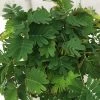 Mimosa Pudica | Approx Seeds -Plants outlet store SD30001081 524d
