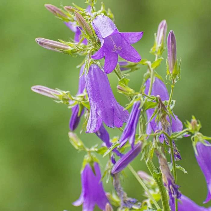 Campanula Trachelium | Approx 150 Seeds 3 Campanula Trachelium | Approx 150 Seeds