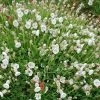 Silene Uniflora | Approx 100 Seeds -Plants outlet store SD30001093 c6a8