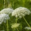 Daucus Carota | Approx 200 Seeds 2 Daucus Carota | Approx 200 Seeds -Plants outlet store SD30001094 6970