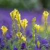 Linaria Vulgaris | Approx 150 Seeds -Plants outlet store SD30001095 8fde