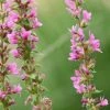 Lythrum Salicaria | Approx 250 Seeds -Plants outlet store SD30001096 b449