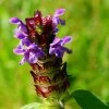 Prunella Vulgaris | Approx 100 Seeds