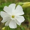 Silene Latifolia | Approx 500 Seeds -Plants outlet store SD30001102 28ba