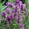 Stachys Officinalis | Approx 150 Seeds 1 Stachys Officinalis | Approx 150 Seeds -Plants outlet store SD30001104 3bed