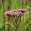 Eupatorium Cannabinum | Approx 200 Seeds -Plants outlet store SD30001105 4008