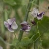 Lathyrus Odoratus Nimbus | Approx 20 Seeds -Plants outlet store SD30001109 c2e7