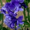 Lathyrus Odoratus Top Hat | Approx 20 Seeds -Plants outlet store SD30001110 ade7