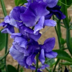 Lathyrus Odoratus Top Hat | Approx 20 Seeds