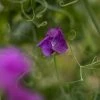 Lathyrus Odoratus Eclipse | Approx 20 Seeds -Plants outlet store SD30001111 9667