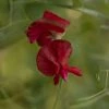 Lathyrus Odoratus Winston Churchill | Approx 20 Seeds -Plants outlet store SD30001113 d77f