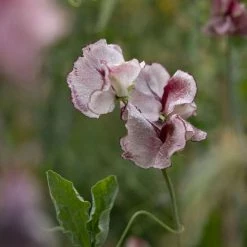 Lathyrus Odoratus Lisa Marie | Approx 20 Seeds