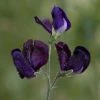Lathyrus Odoratus Almost Black | Approx 20 Seeds -Plants outlet store SD30001121 34b7