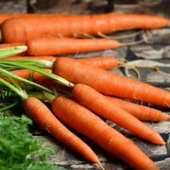 Carrot Long Red Surrey | Approx 1000 Seeds