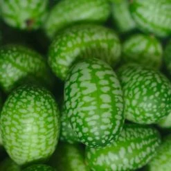 Cucumber Cucamelon | Approx 20 Seeds