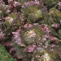 Lettuce Marvel Of Four Seasons | Approx 500 Seeds