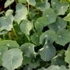 Tropaeolum Majus Blue Pepe | Approx 30 Seeds 2 Tropaeolum Majus Blue Pepe | Approx 30 Seeds -Plants outlet store SD30001135 71bc