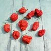 Chilli Carolina Reaper | Approx 5 Seeds -Plants outlet store SD30001137 c4ab