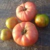 Tomato Brandywine | Approx 20 Seeds -Plants outlet store SD30001141 50d9