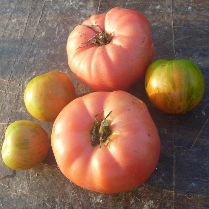 Tomato Brandywine | Approx 20 Seeds 3 Tomato Brandywine | Approx 20 Seeds