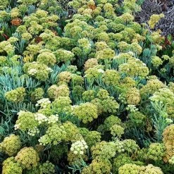 Rock Samphire | Approx 30 Seeds