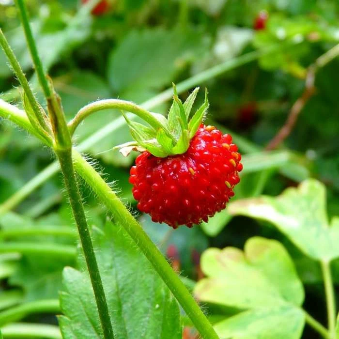 Musk Strawberry | Approx 50 Seeds 3 Musk Strawberry | Approx 50 Seeds