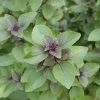 Ocimum Tenuiflorum | Approx 200 Seeds