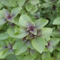 Ocimum Tenuiflorum | Approx 200 Seeds