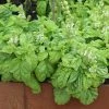 Ocimum Basilicum Lettuce Leaf | Approx 300 Seeds -Plants outlet store SD30001146 d460