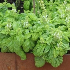 Ocimum Basilicum Lettuce Leaf | Approx 300 Seeds