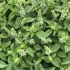 Ocimum Basilicum Mrs Burns' Lemon | Approx 250 Seeds -Plants outlet store SD30001147 3499