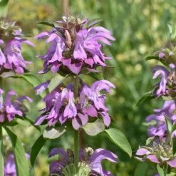 Monarda Citriodora | Approx 100 Seeds