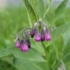 Symphytum Officinale | Approx 40 Seeds -Plants outlet store SD30001151 ff0d