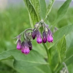 Symphytum Officinale | Approx 40 Seeds
