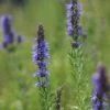 Hyssopus Officinalis | Approx 450 Seeds -Plants outlet store SD30001152 5614