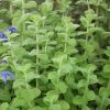 Mint - Apple Mint | Approx 300 Seeds 2 Mint - Apple Mint | Approx 300 Seeds -Plants outlet store SD30001154 68d1
