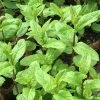 Mentha Spicata | Approx 300 Seeds -Plants outlet store SD30001155 de3d