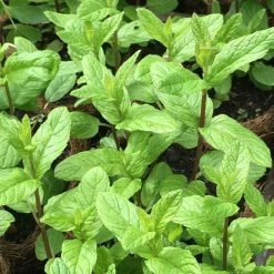 Mentha Spicata | Approx 300 Seeds