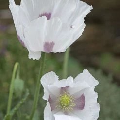 Papaver Somniferum Maanzaad | Approx 300 Seeds