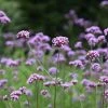 Verbena Bonariensis | Approx 250 Seeds 2 Verbena Bonariensis | Approx 250 Seeds -Plants outlet store SD30001163 61c4