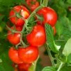 Tomato Shirley F1 | Approx 15 Seeds