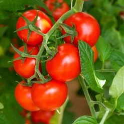 Tomato Shirley F1 | Approx 15 Seeds