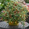 Chilli Basket Of Fire F1 | Approx 10 Seeds 2 Chilli Basket Of Fire F1 | Approx 10 Seeds -Plants outlet store SD30001172 ab92