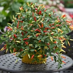 Chilli Basket Of Fire F1 | Approx 10 Seeds