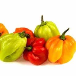 Chilli Scotch Bonnet | Approx 50 Seeds