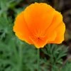 Eschscholzia Californica Orange King | Approx 500 Seeds -Plants outlet store SD30001174 e354