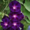 Ipomoea Purpurea Grandpa Ott | Approx 30 Seeds -Plants outlet store SD30001175 067f
