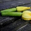 Courgette Romanesco | Approx 15 Seeds -Plants outlet store SD30001177 0f4d