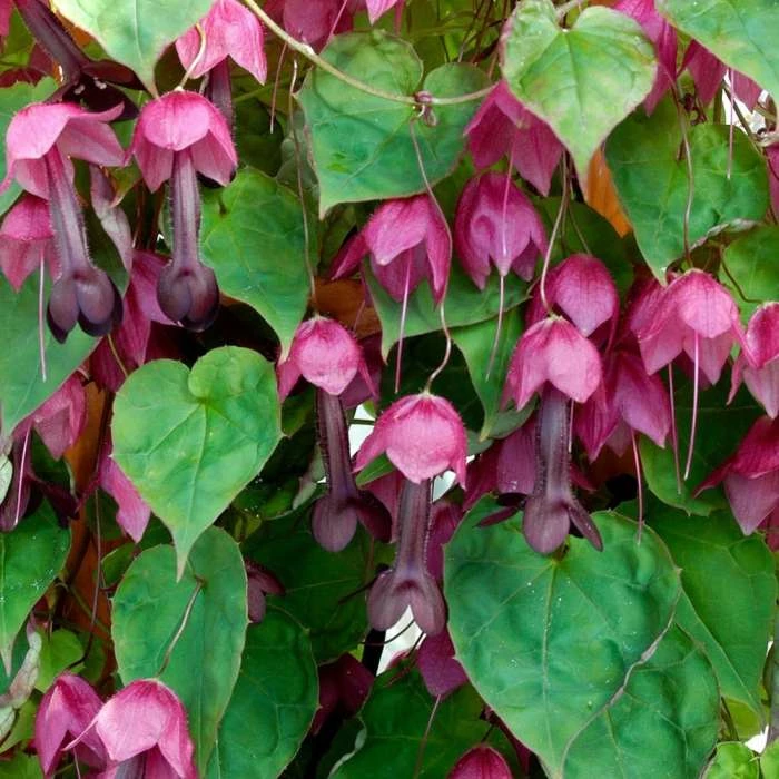 Rhodochiton Atrosanguineus | Approx 10 Seeds 3 Rhodochiton Atrosanguineus | Approx 10 Seeds